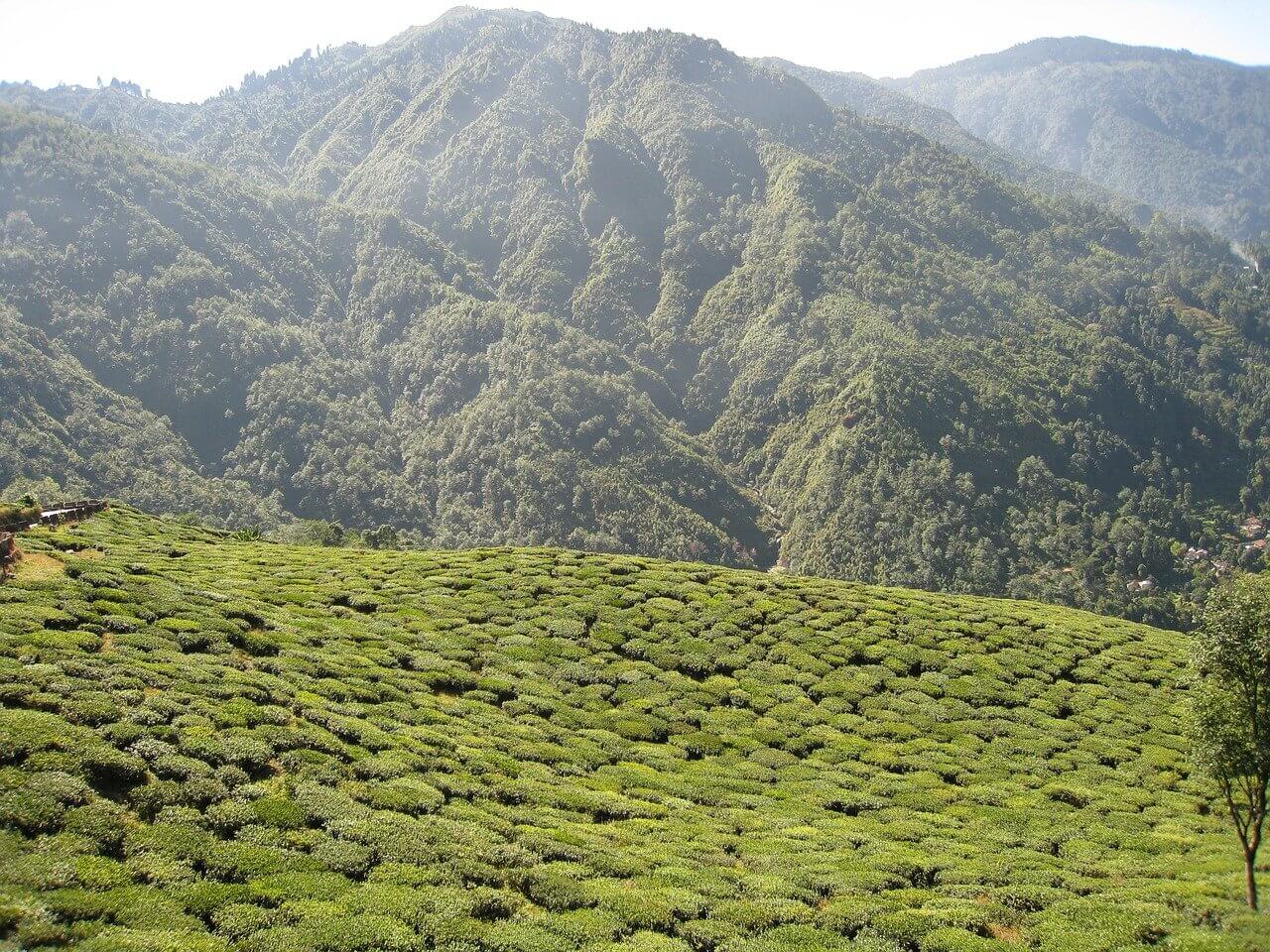 History of tea industry in the Darjeeling hills