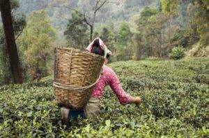 role of women in Darjeeling hill economy